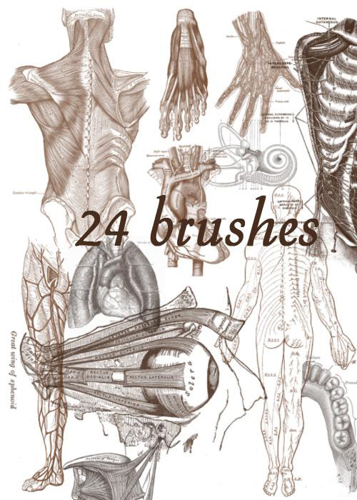 Brushes anatomy
