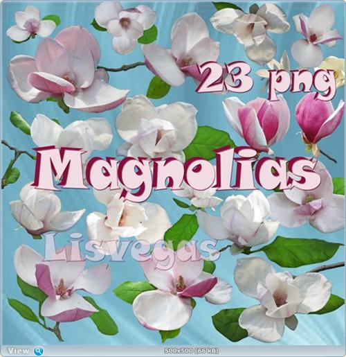 Clipart - Beautiful spring magnolias