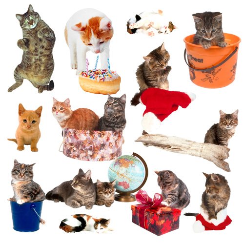 Raster clipart-So different cats