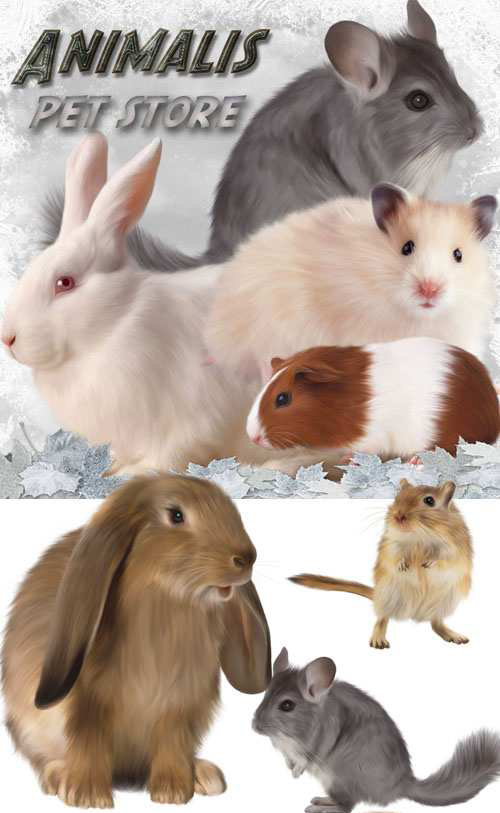 Animalis Pet Store